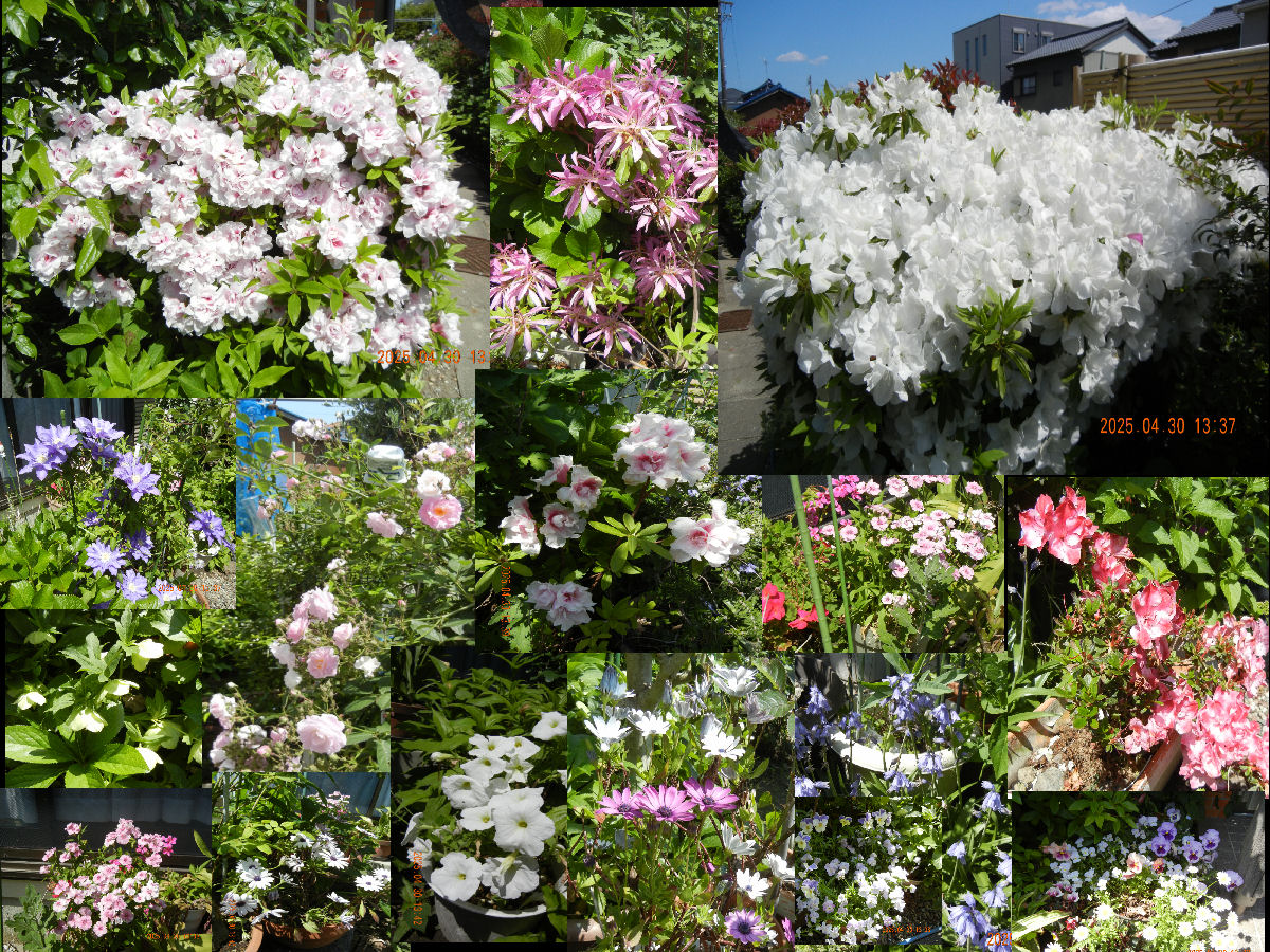 all the flowers and blossoms.jpg